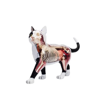 חיה איברים מודל האנטומיה 4D חתול מודיעין הרכבת צעצוע מלמד מודל האנטומיה של DIY מדע פופולרי, מכשירי חשמל